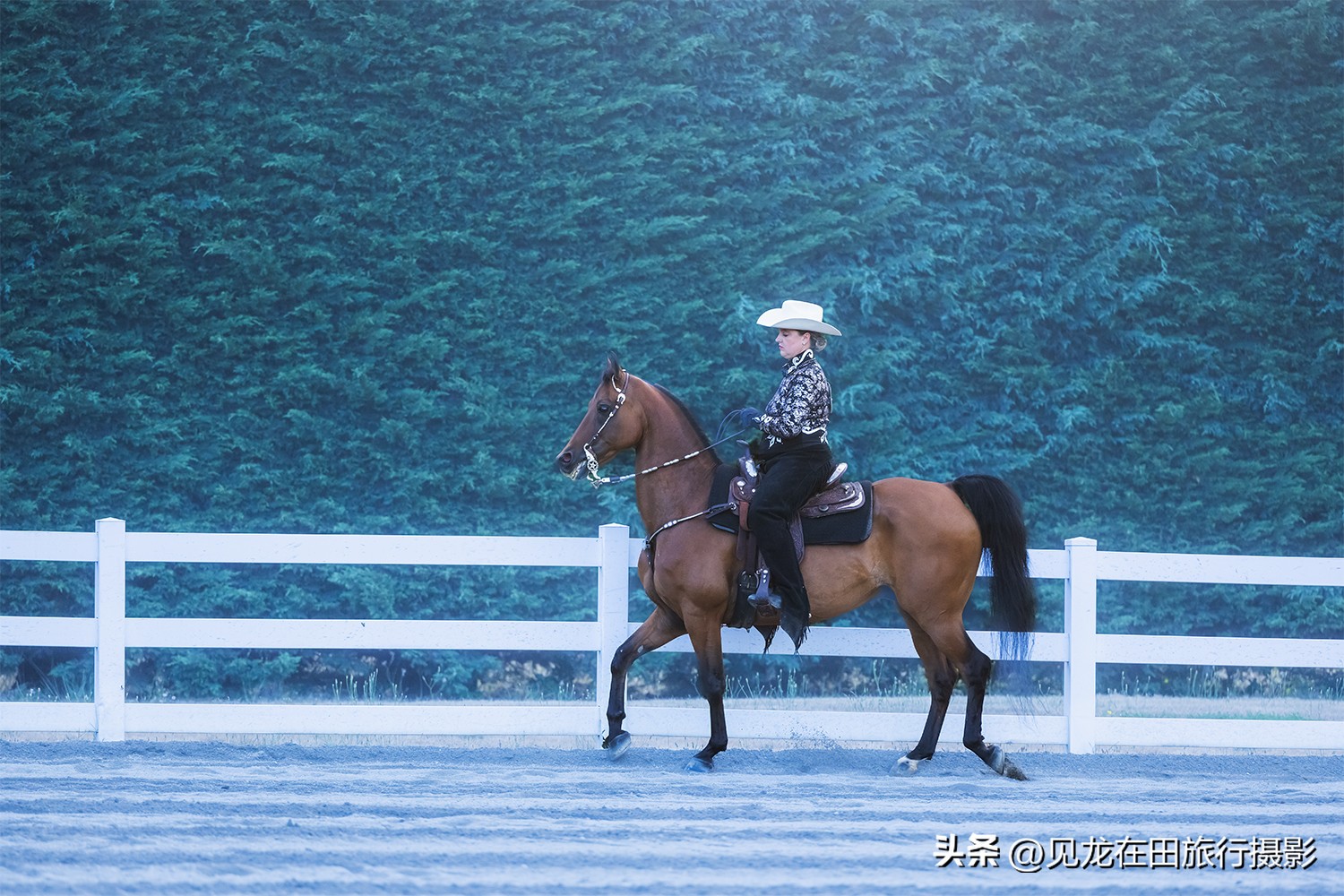 有钱人喜欢玩什么运动(摄影笔记：贵族人家酷爱的运动——马术盛装舞步)