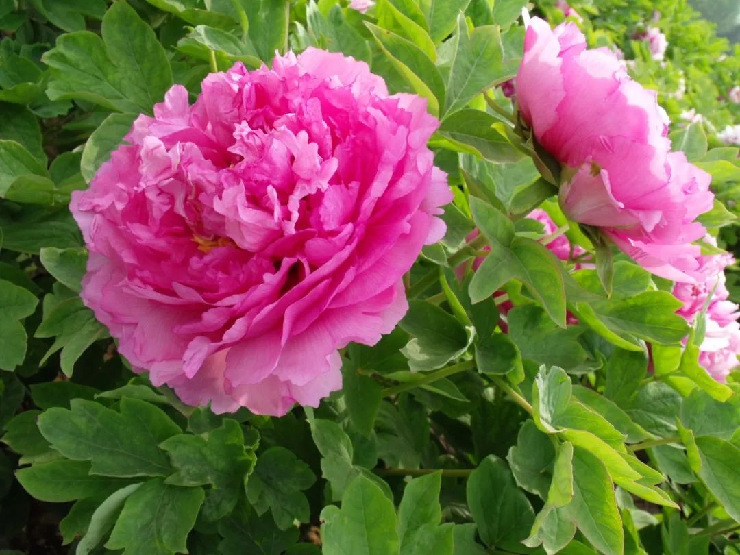 赵粉▲豆绿▲魏紫▲姚黄今天享游君就为大家整理了一些牡丹品种的图片