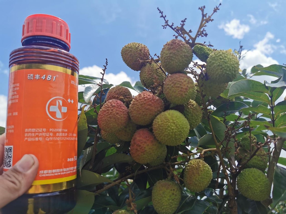 碩豐481,碩豐481蕓苔素
