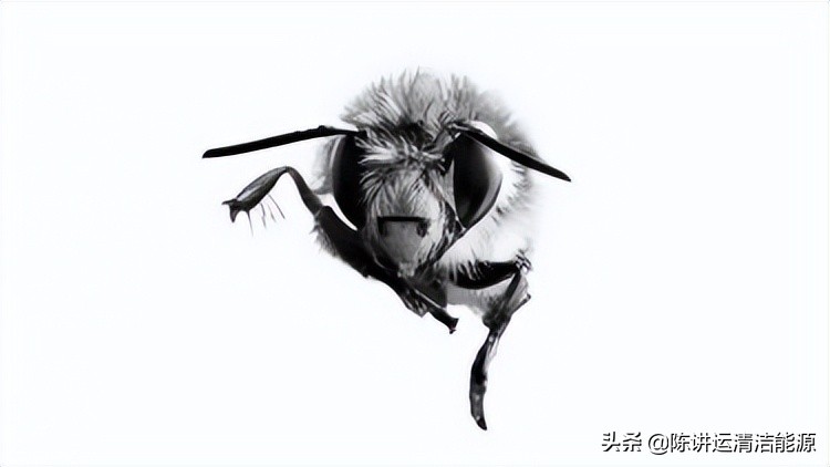 蜜蜂正在帮助设计下一代自主技术