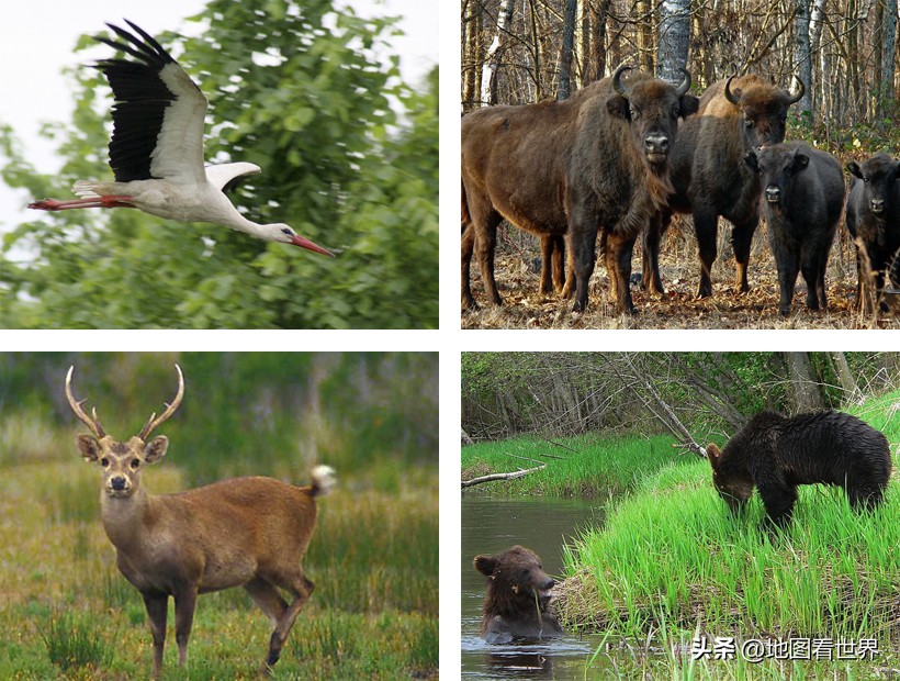 白俄罗斯首都是哪里（国家趣谈62：白俄罗斯是什么样的国家？十个方面了解白俄罗斯）