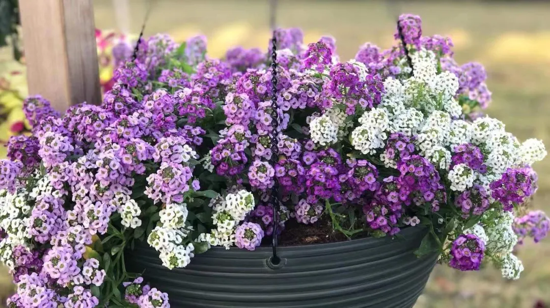 香雪球(每年都抢着买的香雪球,种在花园里引人驻足,流连忘返)