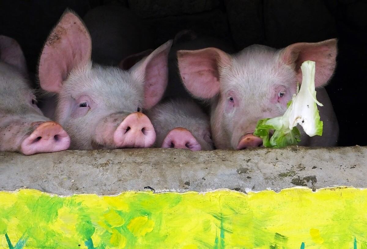二次育肥“抢猪抢疯了”，11月26日全国养猪人卖猪报价