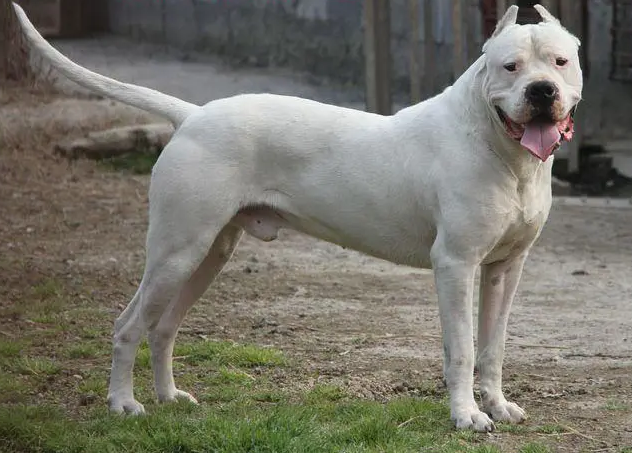 杜高犬形态性格特征介绍,饲养优缺点及市场价格-宠物主人