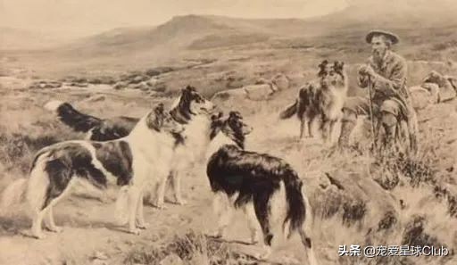 百科 | 苏格兰牧羊犬，端庄优雅的牧羊明灯