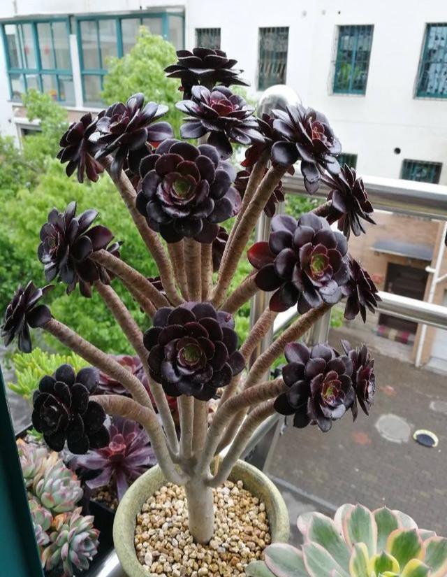 金虎仙人球（这八种植物虽丑但却十分吉利）