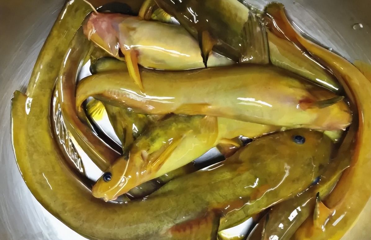 堪称极品的7种"河鲜",全吃过的不是一般人,你吃过几种?