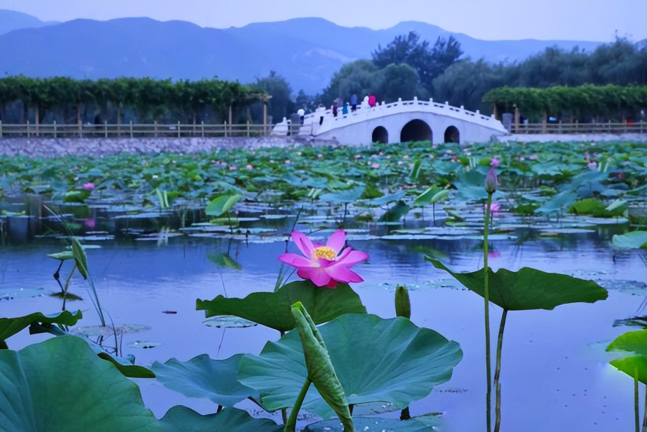 线上展览 | 锦绣太原 荷逢盛世——喜迎二十大•荷花系列线上作品展（第一期）