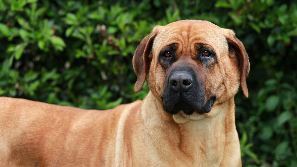 见到一定绕道走！地表战斗力爆表的12种猛犬，一獒战三狼战狮子？