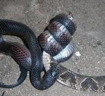 看到两条蛇缠绕在一起的预示（看见几条蛇缠在一起预示）-第2张图片