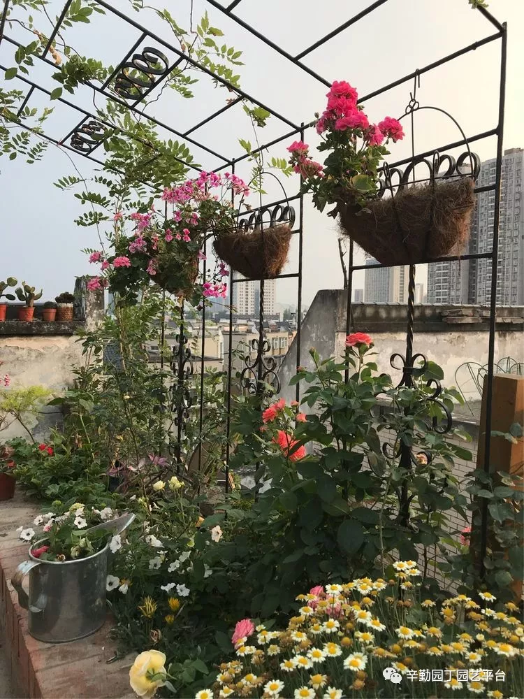 园丁奖花园组《002号》不离不弃,芳龄永继