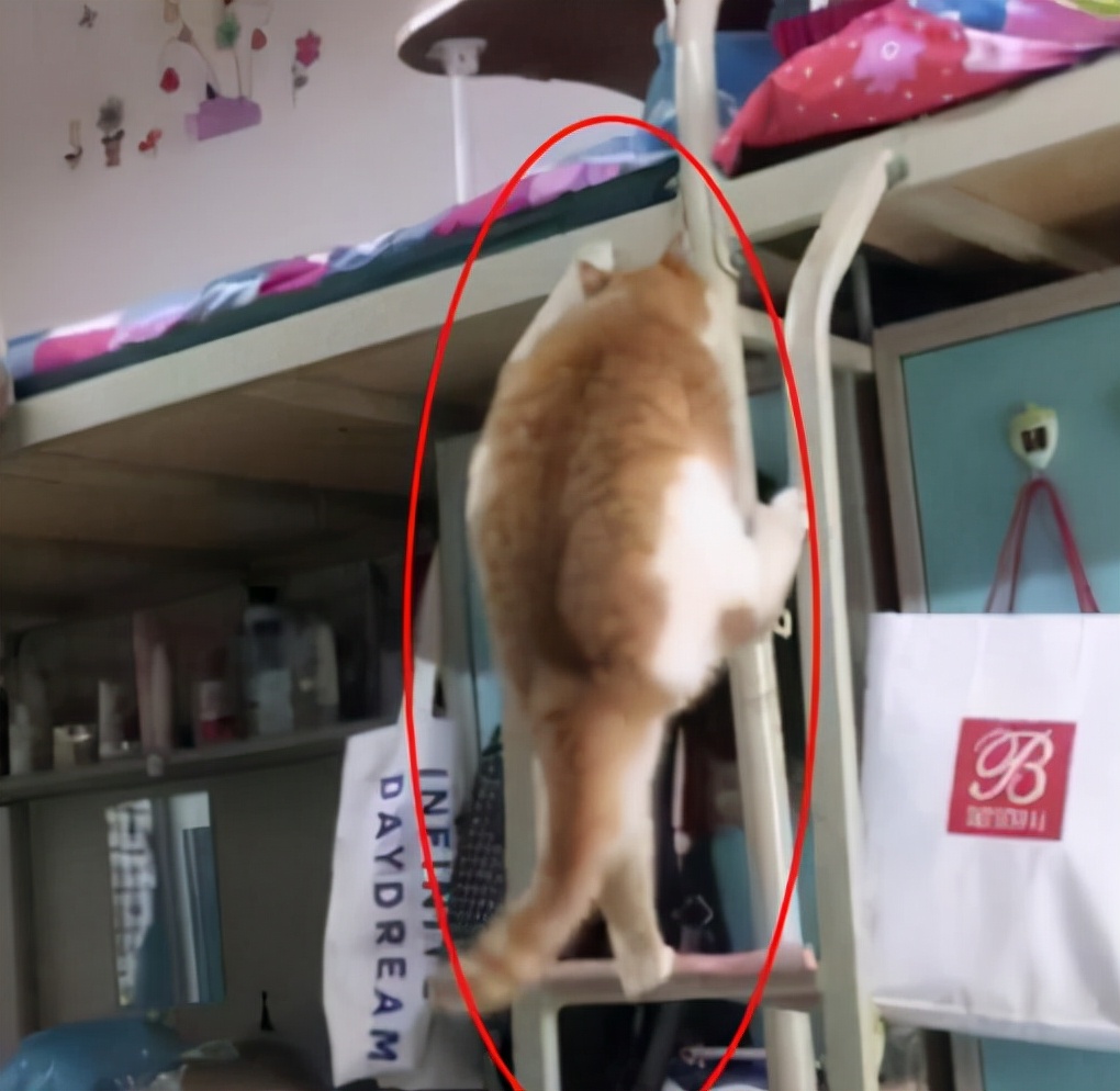 大学宿舍“违禁品”，种类繁多五花八门，宿管阿姨直呼大开眼界