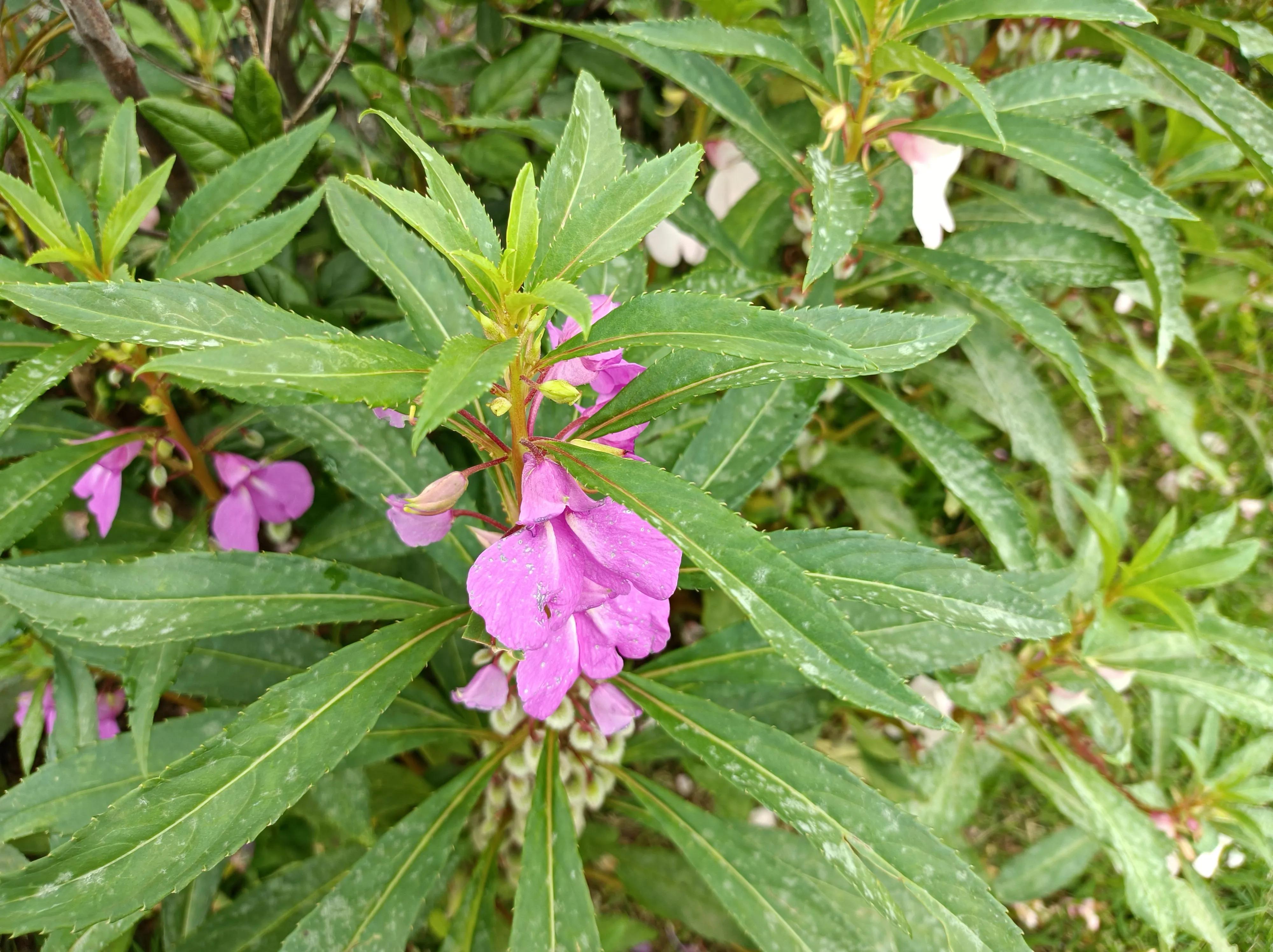 花形似蝴蝶,名字很好听,女人看了都喜欢,能染指甲染头发好处多