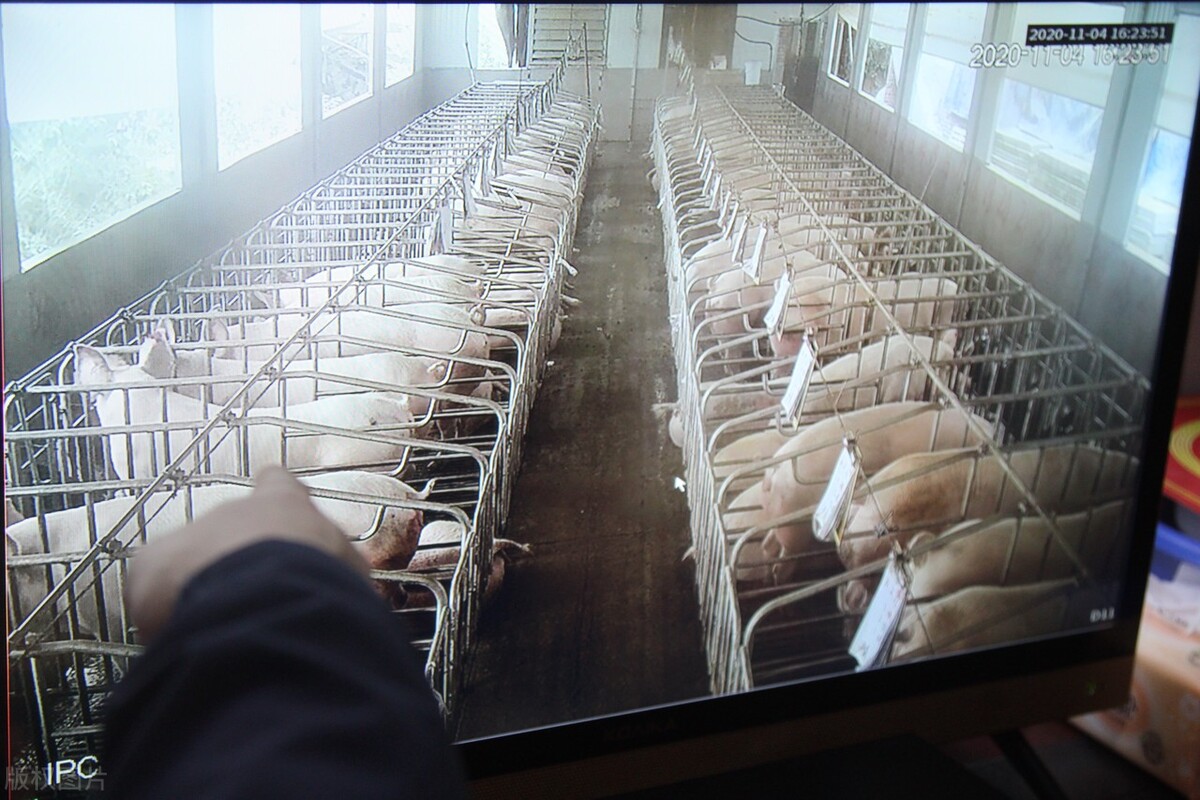 猪价涨跌频繁的背后，释放3个信号