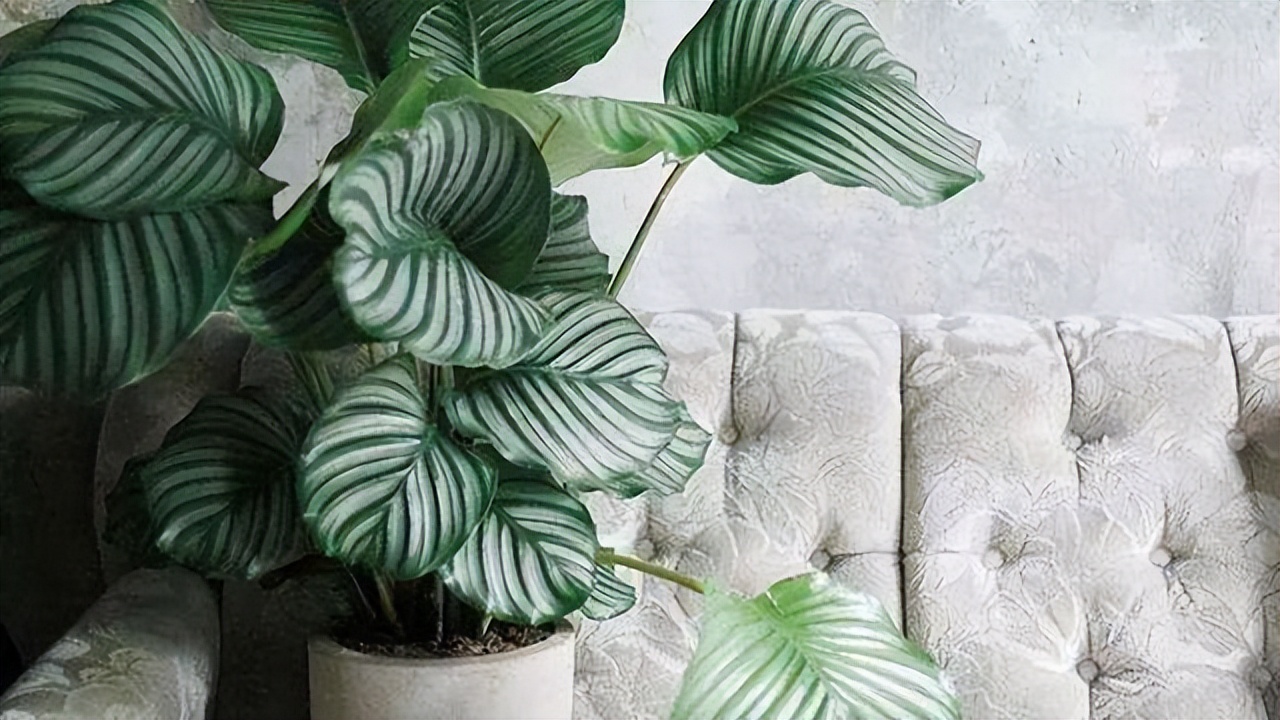 6种彩叶植物，养眼添姿彩！祛除异味有特效，好养还省心