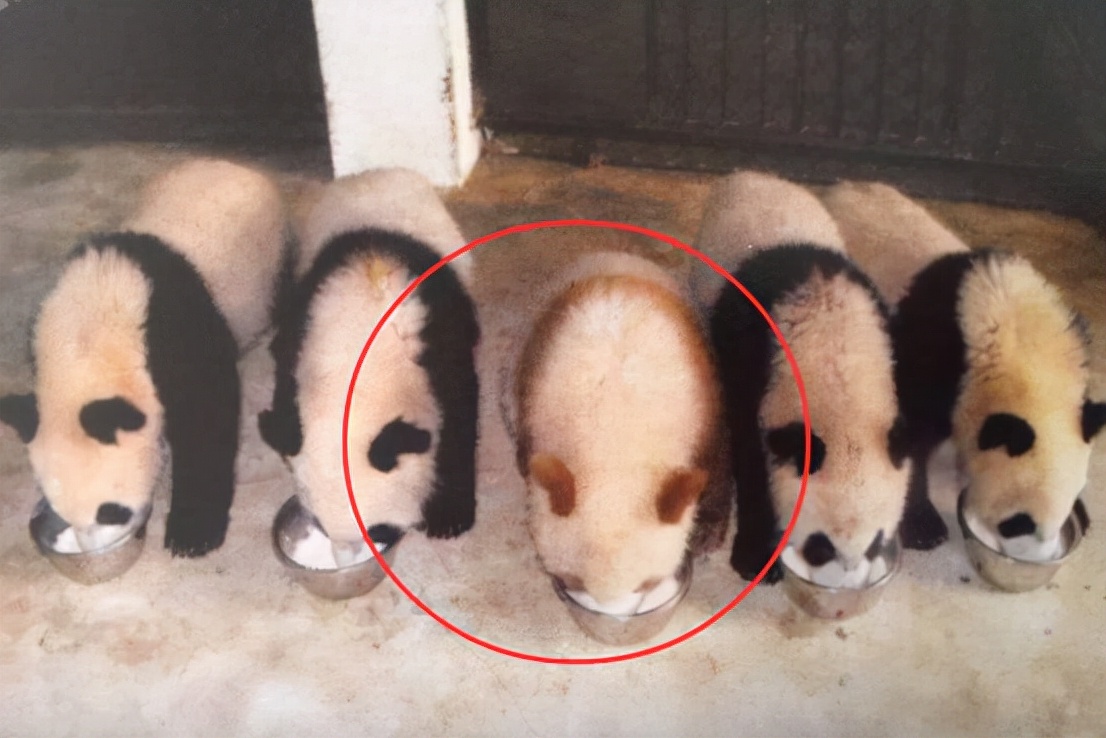 出生就被遗弃的棕色大熊猫"七仔",13岁的它,为何还没有后代?