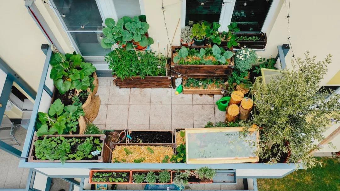 20平方菜园设计图片(48岁太太在8㎡阳台上种出20余种蔬菜，比种花种草，更有成就感)