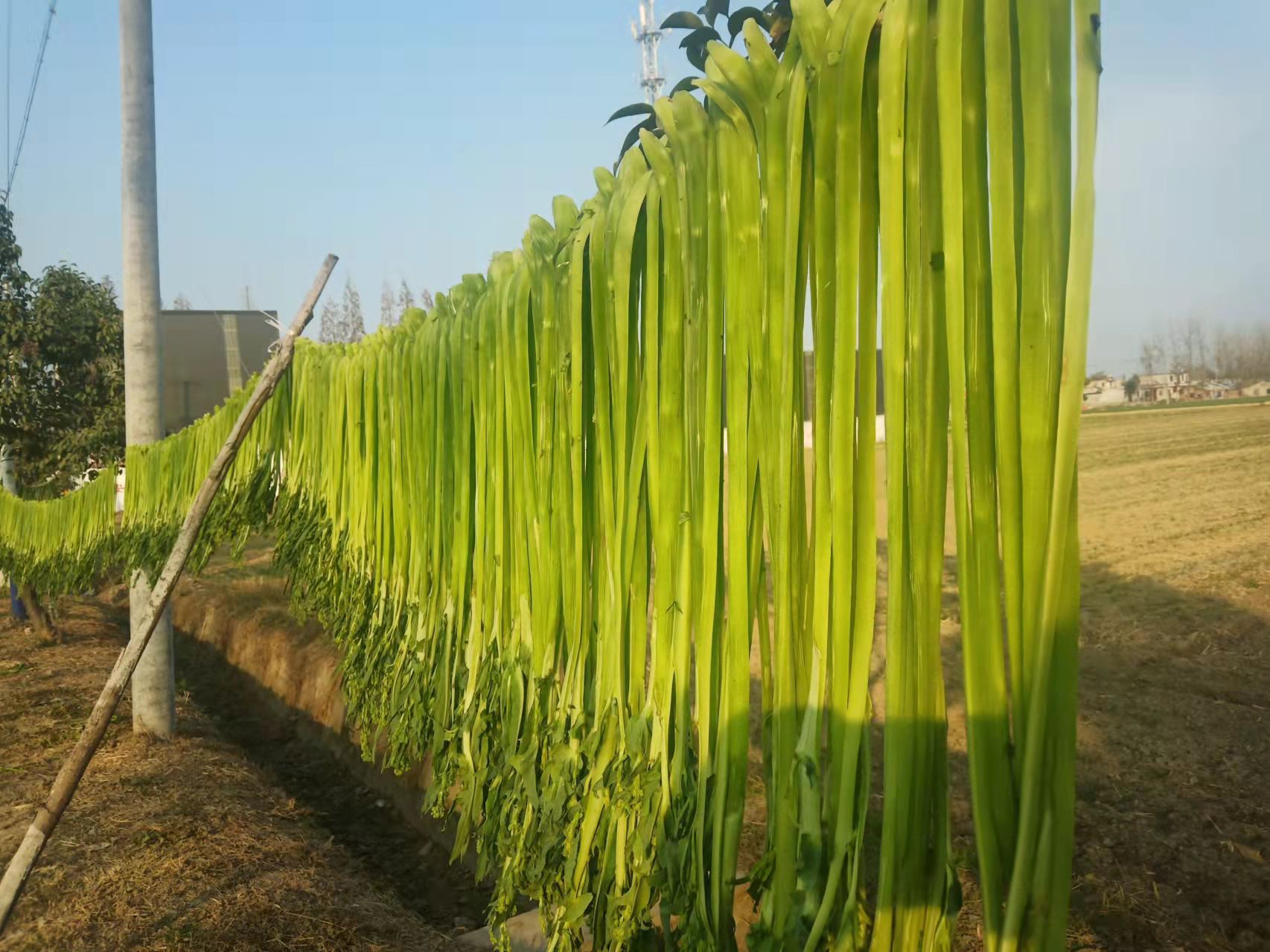 它是什么制作而成的?为何不大力推广种植