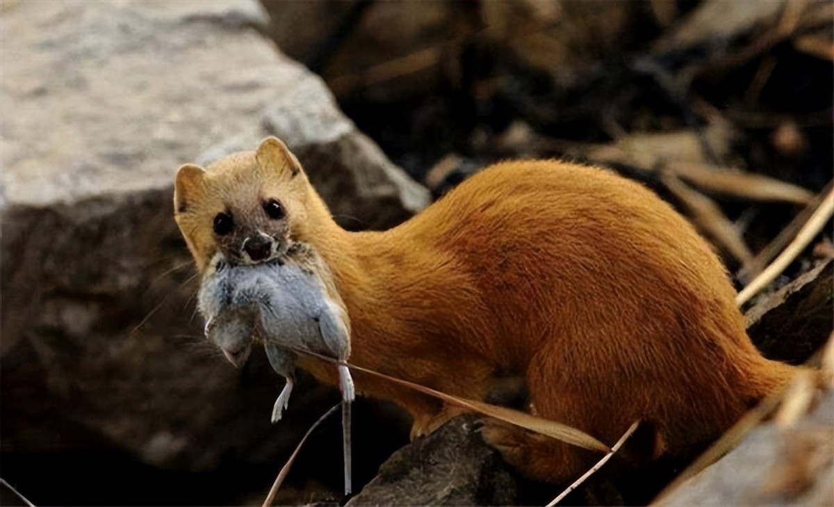 黄鼠狼皮历来是我国外贸出口的传统产品,在新中国成立之初,1950年到