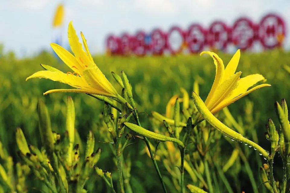 小黄花如何成为经济花
