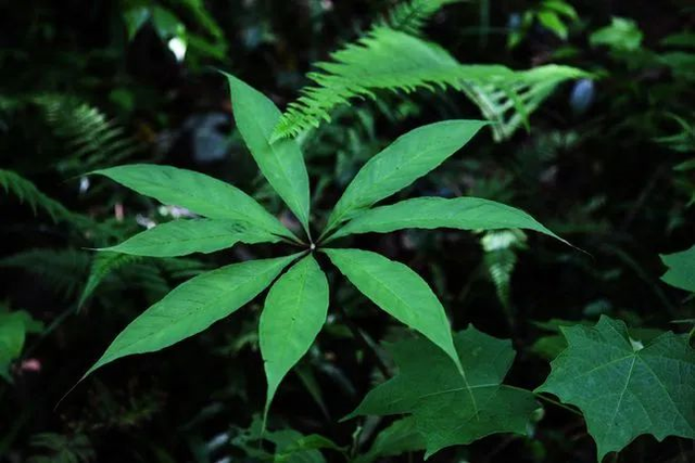 24种带有"虎"字的植物,有些花卉名称都没听过,你认识几种?