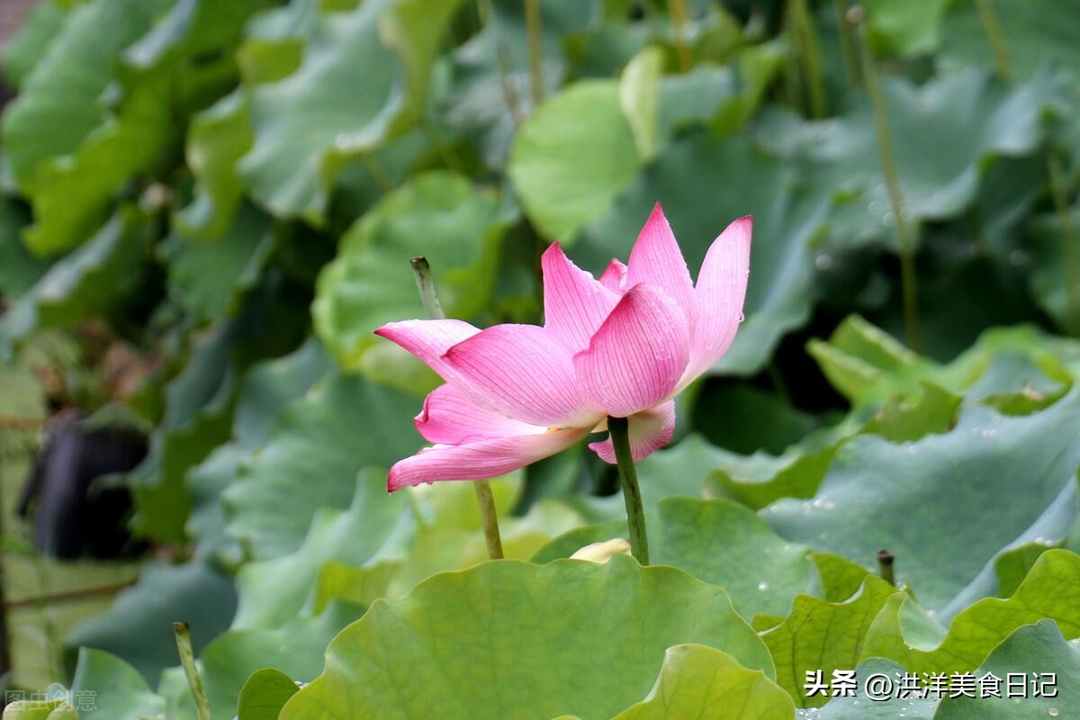 一伏二伏三伏顺口溜（天干地支背诵口诀）-第2张图片-巴山号