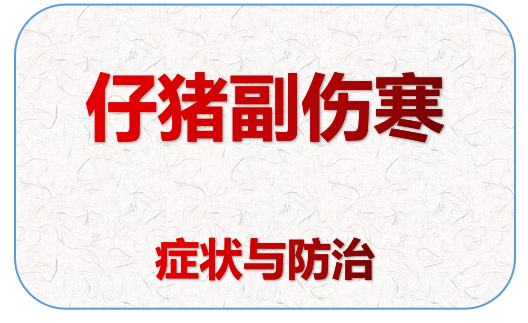 仔豬副傷寒,仔豬副傷寒的癥狀和治療