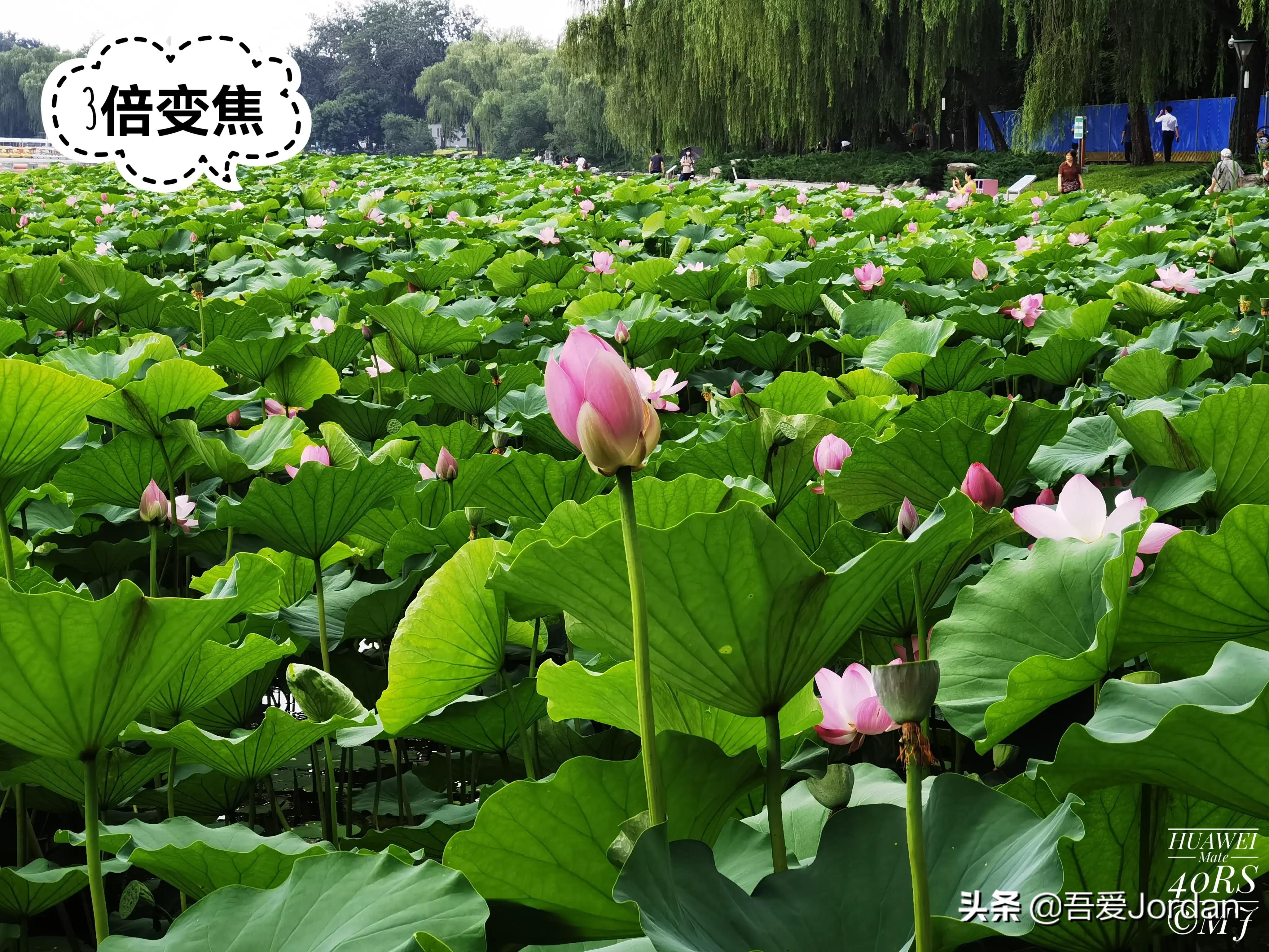 小米12S Ultra与华为Mate40RS长焦对比