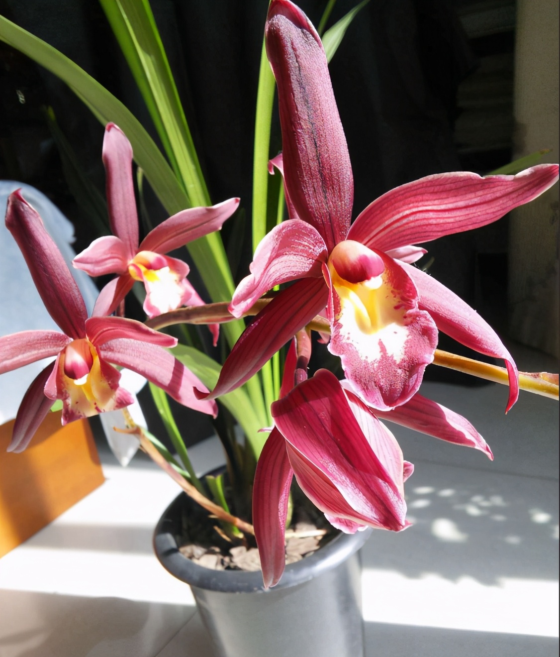 它是兰花界的"仙女兰",花姿妩媚,香气馥郁,美得不像样