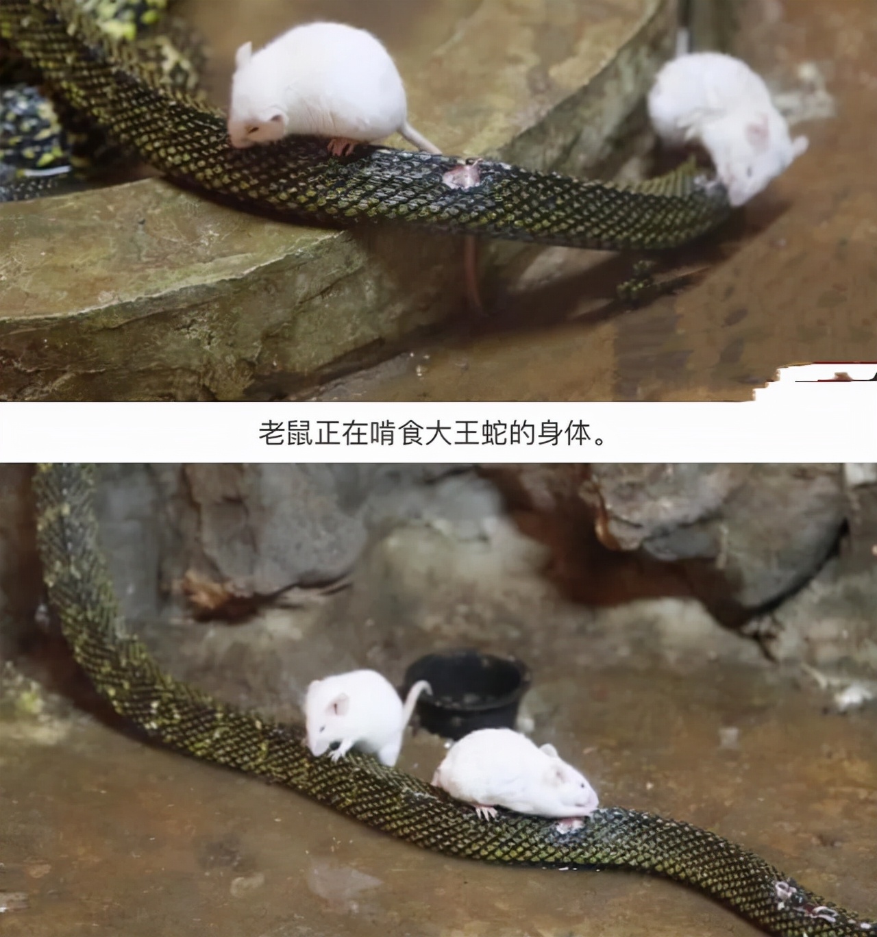 老鼠和蛇属相合不合_达一风水网