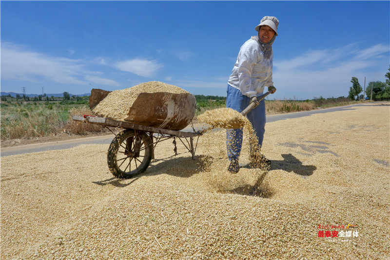 泰安：风吹麦成浪 芒种收麦忙