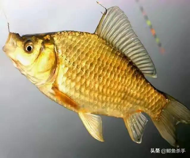 鲤鱼和鲫鱼的区别图片(金黄色) - 赤虎壹号