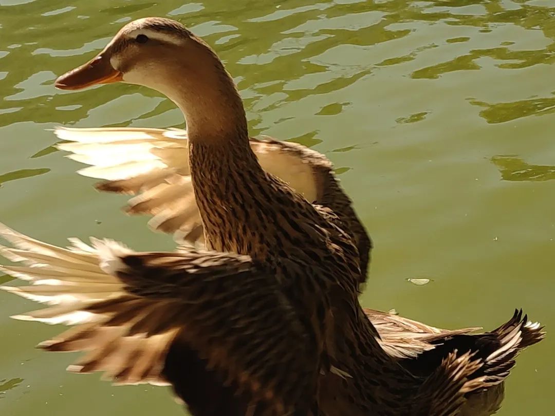 最伟大的作品？也许藏在这里……