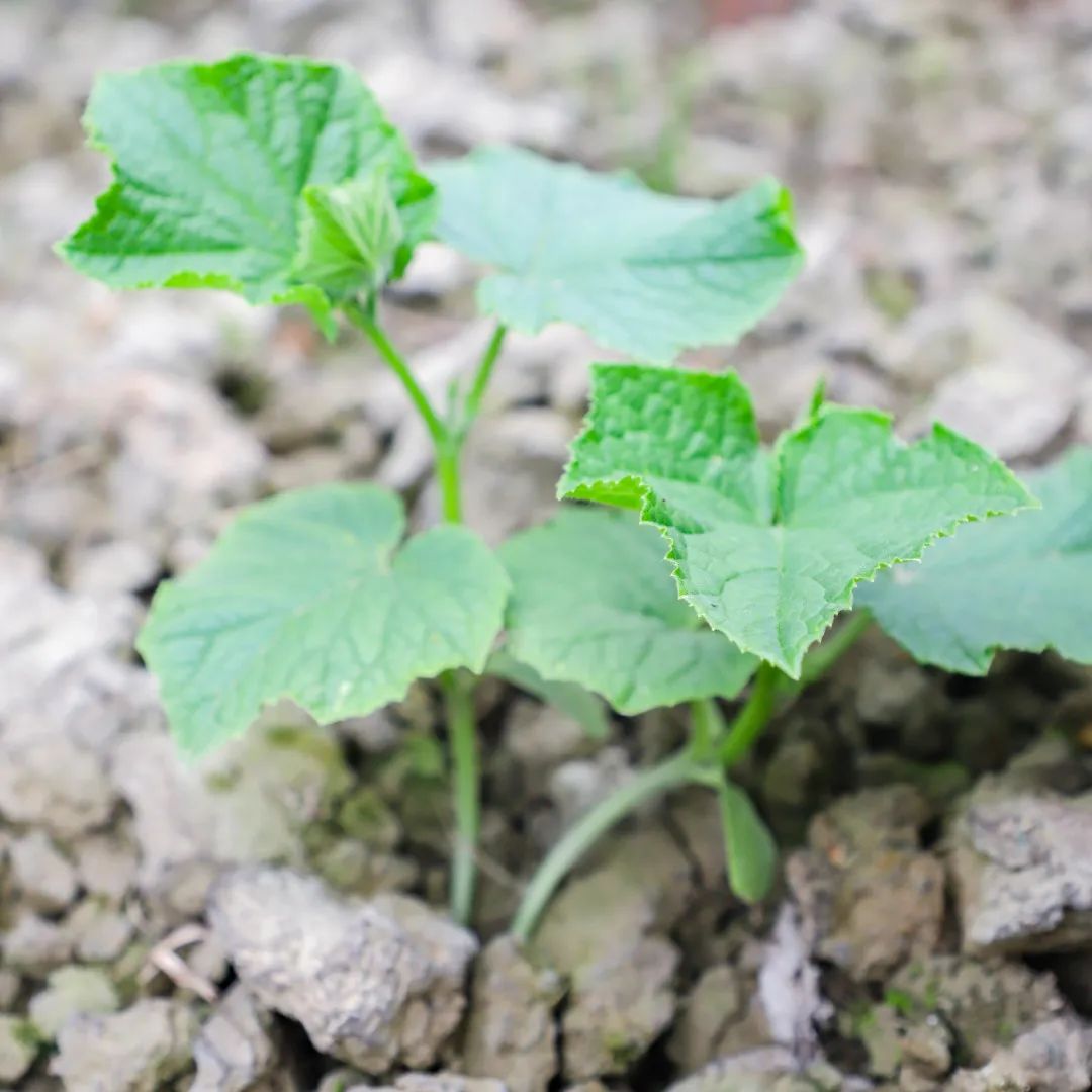 「责任教育 劳动课程」成都市双流区黄甲小学开发特色劳动种植课程