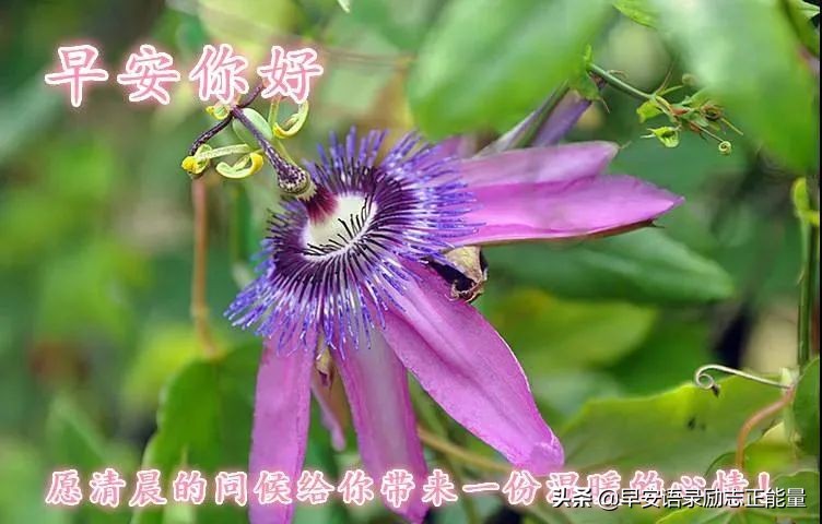 早安心语励志的语句，2022正能量励志语录短句