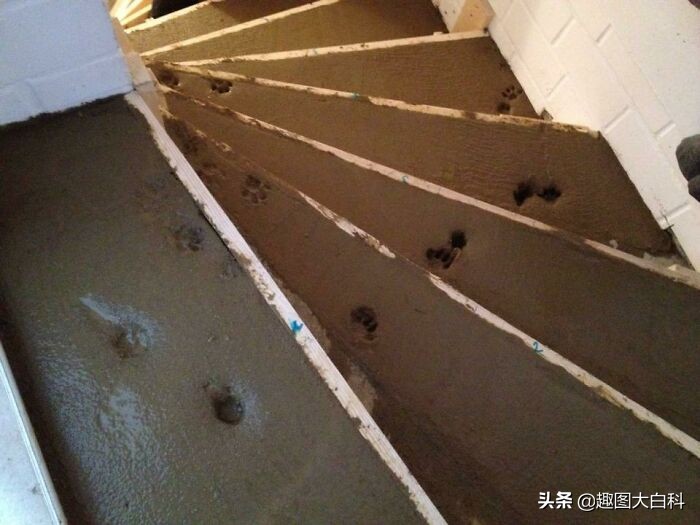 30个倒霉瞬间，装修房子的时候不要放出宠物，师傅在墙上画蟑螂