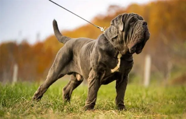 见到一定绕道走！地表战斗力爆表的12种猛犬，一獒战三狼战狮子？