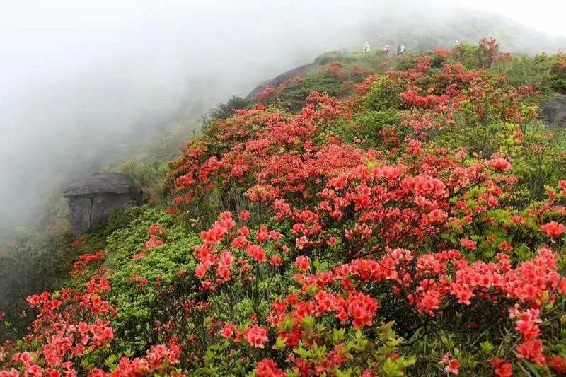 福建春游踏青好去处金铙山旅游攻略低音号免费语音导游