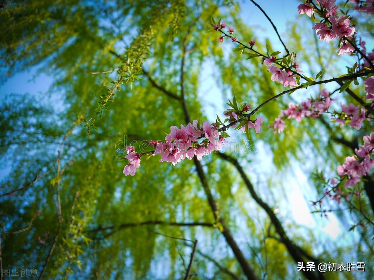 ​仲春春半美诗五首：却忆南园春半夜，荠花如雪草初深