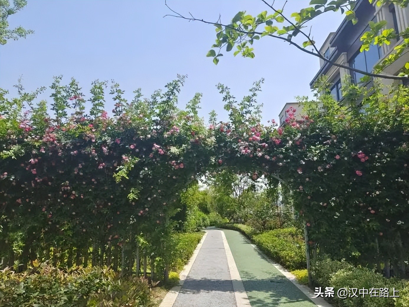 漢中濱江新區(qū)金牛路——“月季大道”上線了