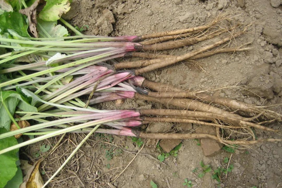 牛蒡根的功效与作用 牛蒡长什么样子图片-佳迪双