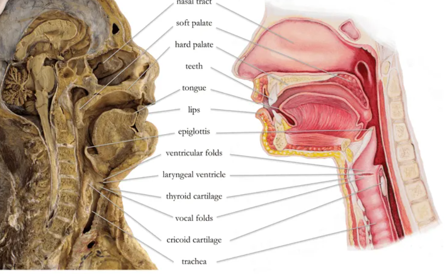 人类没发展出攻击性器官？其实有四大攻击手段，只是我们浑然不知