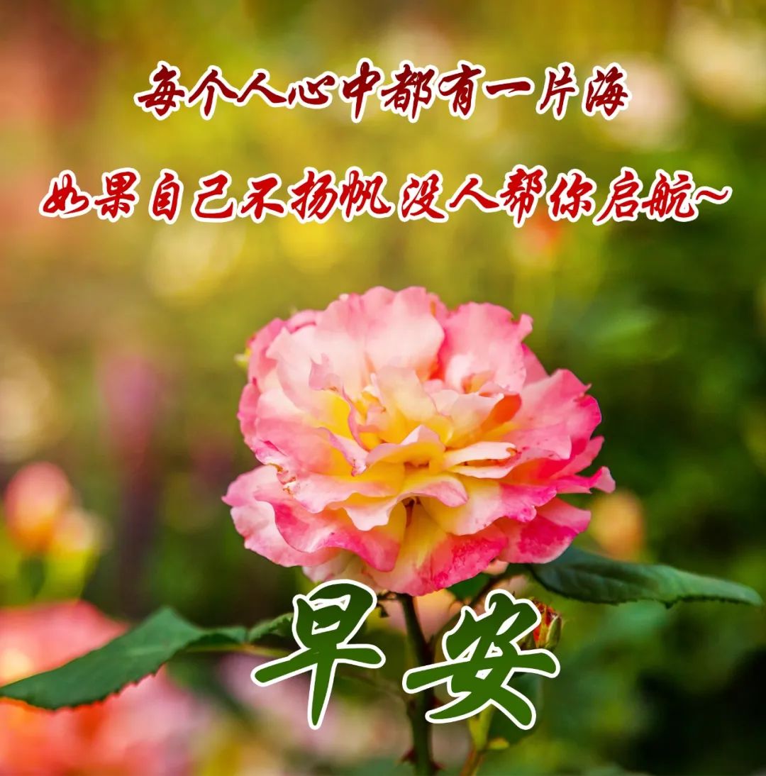 早上好,清晨美好的祝福送给你,愿你幸福又安康