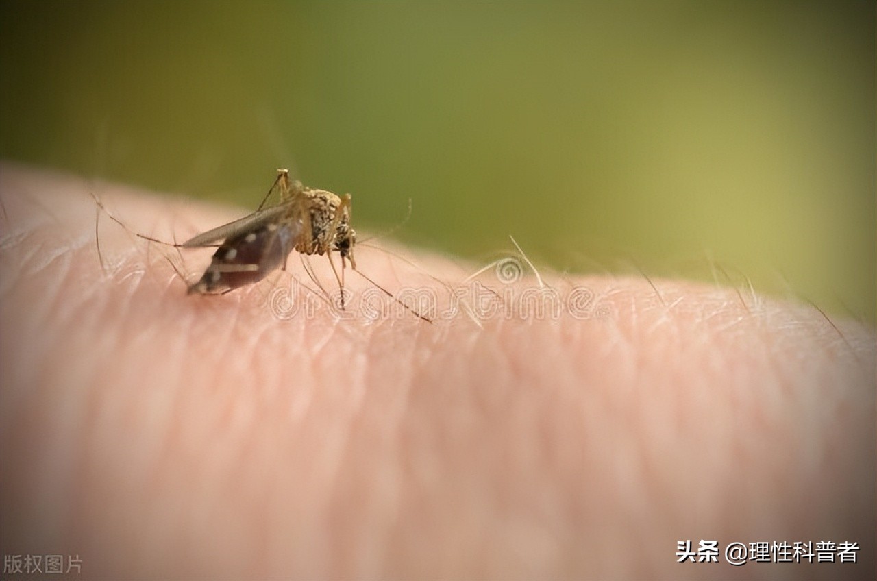 蚊子可以活多久（蚊子怎么消灭）-第5张图片