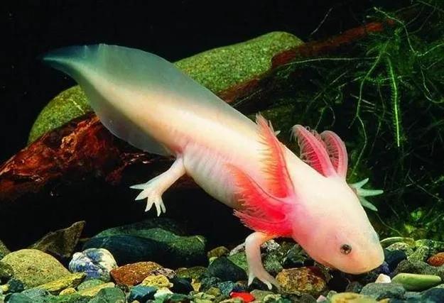 六角恐龙鱼美丽的六角恐龙鱼百科