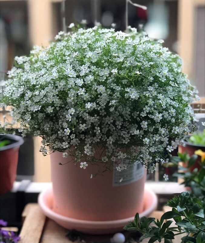 满天星怎么种植「怎么种满天星的种子」