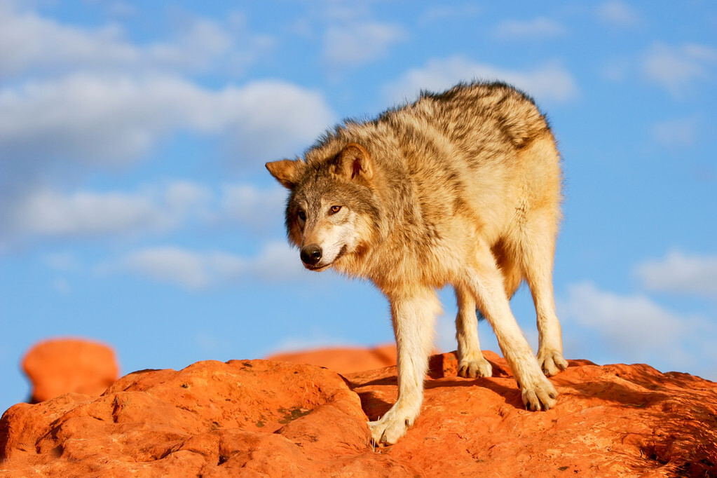 假如嗜血成性的狼和人狭路相逢,手持铁棒的成年男人,能斗过狼吗