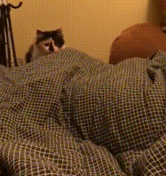 猫咪半夜蹦迪，如何友好地将TA请出卧室