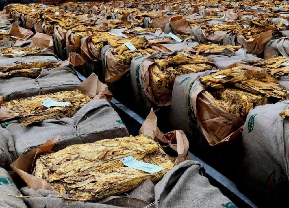 晾晒完成后,这些烟草会被放进木箱或者酒桶中进行发酵,这个发酵和酿酒