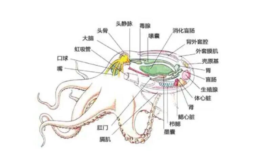 章鱼为何没发展出文明?明明有9个大脑能编辑基因,智商还极高